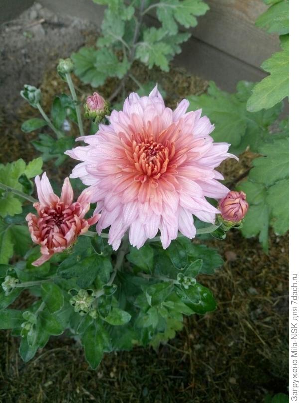 Мариэтта- очаровательная хризочка с цветком среднего размера.