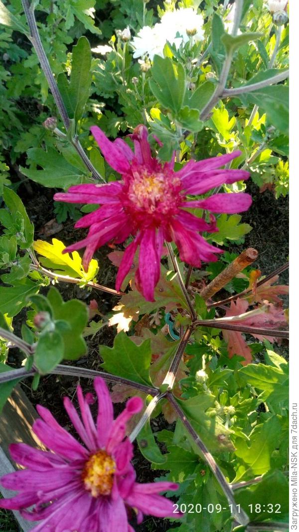 Египтянка... Тоже пока не впечатила. Возможно, на следующий год станет поинтереснее.