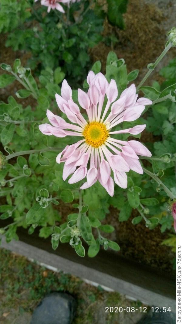 Кружевница. Пока она меня впечтлила не очень. На картинке она смотрелась эффектнее.