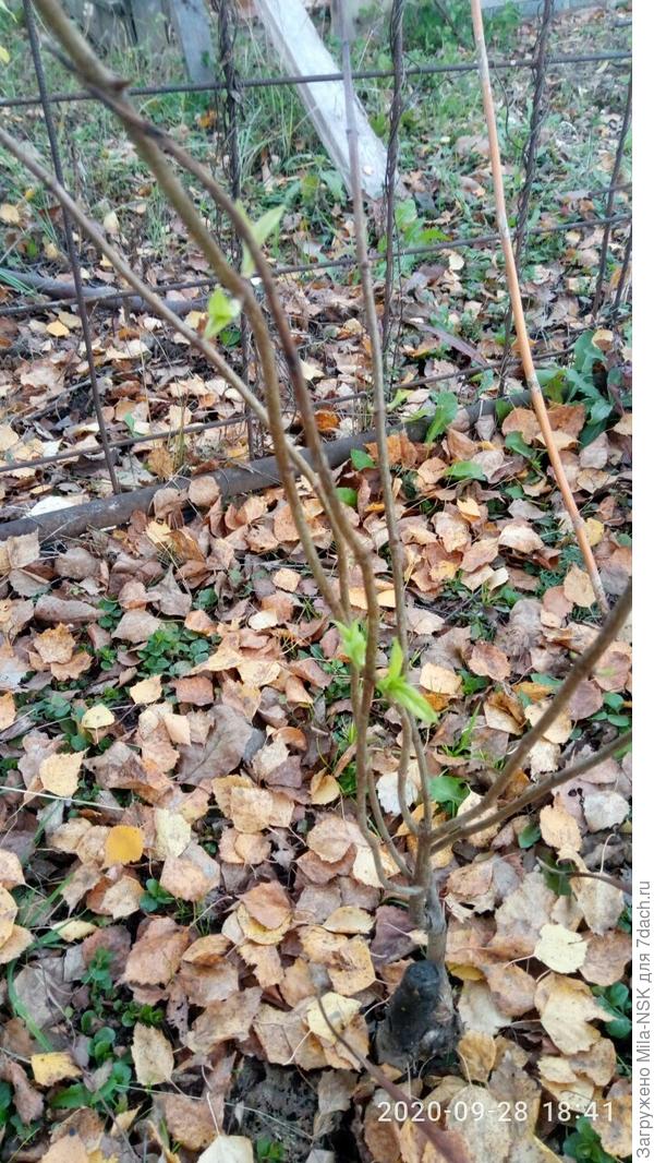 А это она. на зиму глядя, решила снова ожить и начала распускать новые листья.