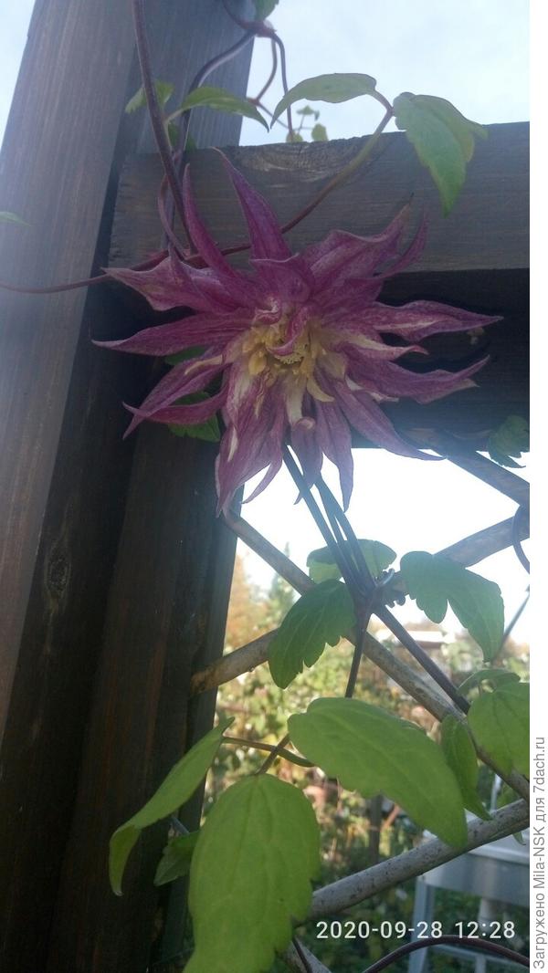 Пурпл на второй шпалере тоже добрался до верха и тоже зацвел.