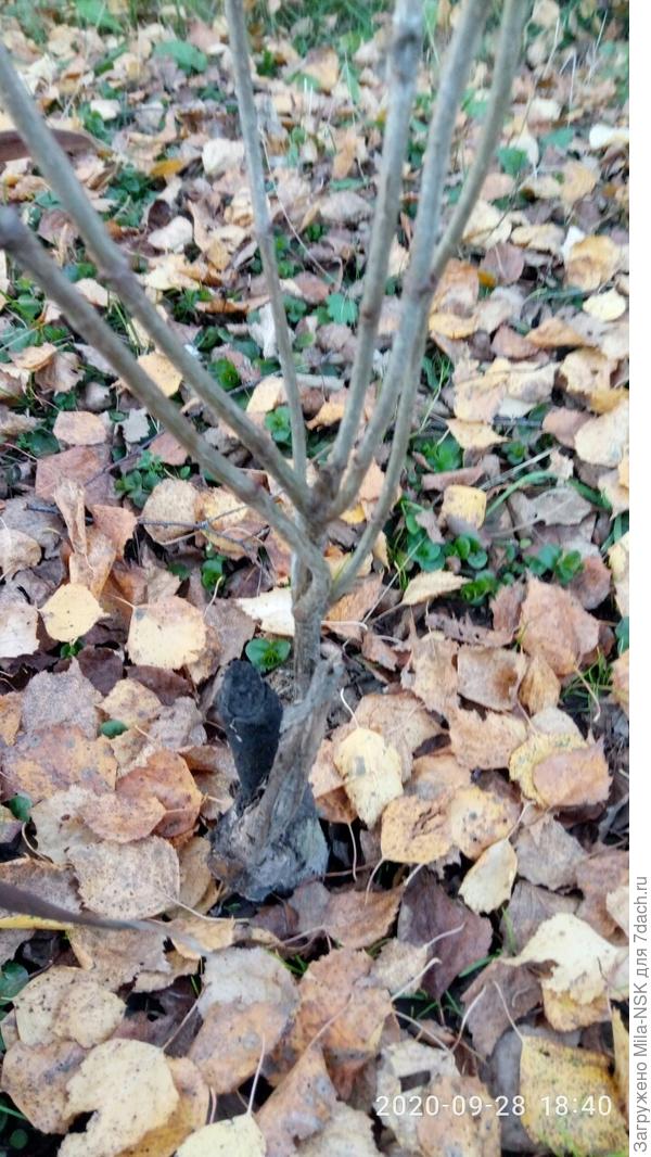 Какой из ярусов у нее убрать или все оставить?