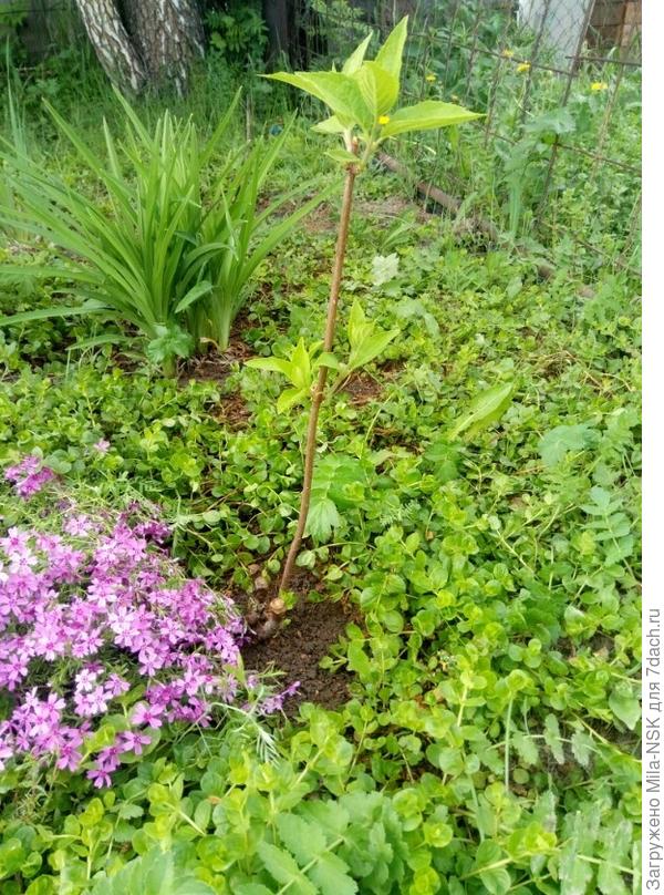 Это он весной.