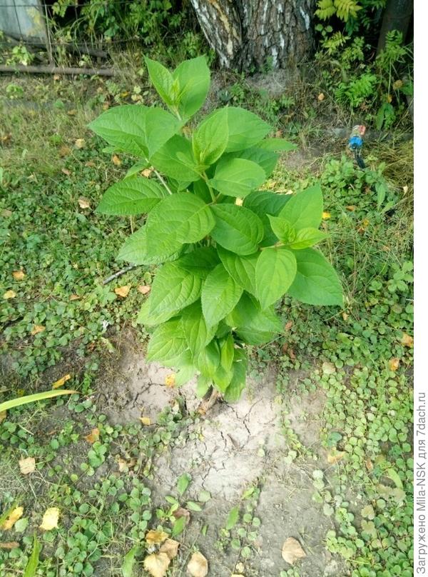 Вот такой она была ДО ТОГО КАК...