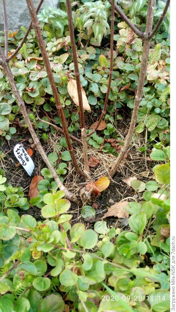 В середине два побега практически вертикальные, правый и левый под небольшим углом. Вот их я и хочу удалить, т.к. выше они ветвятся и их боковые побеги торчат в разные стороны.