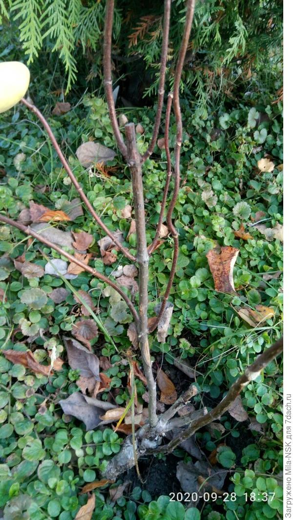 С другой стороны (справа я просто второй побег отогнула, чтобы лучше было видно)