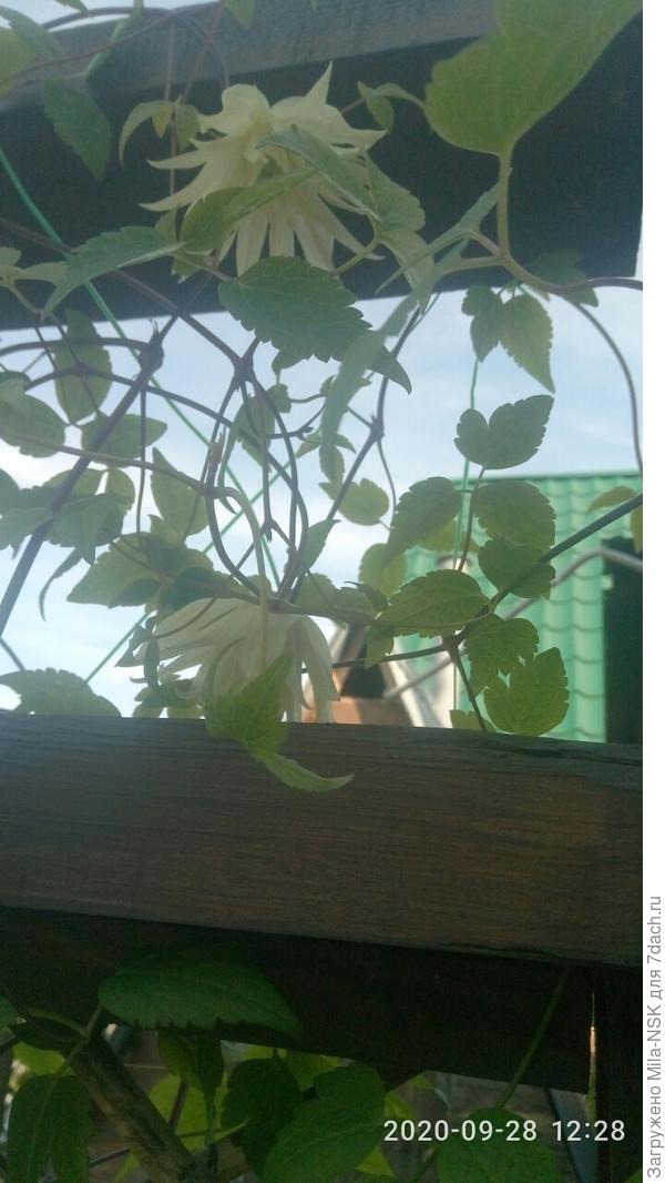 А еще он и зацвел.