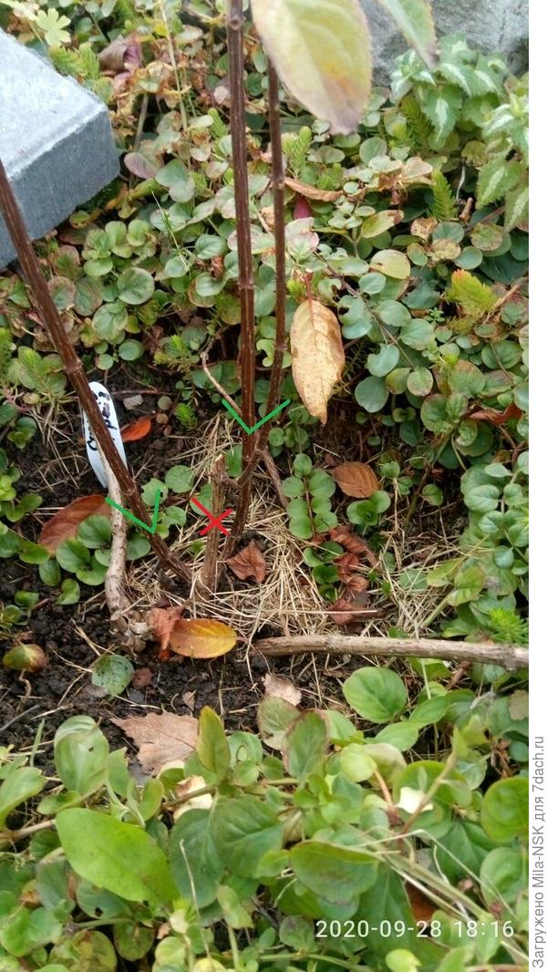 Здесь в самой середине виден, как из обрубка еще один побег отходи (в красном кружке). Я и его хочу убрать. А те, что зелеными галочками отмечены, оставить. Я правильно мыслю? Или этот третий тоже можно оставить?