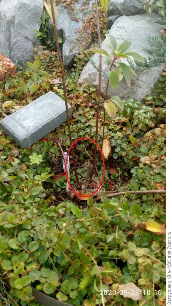 Здесь я правый и левый пригнула и придавила кирпичами, чтобы не мешали. А средние два в кружке хочу оставить.