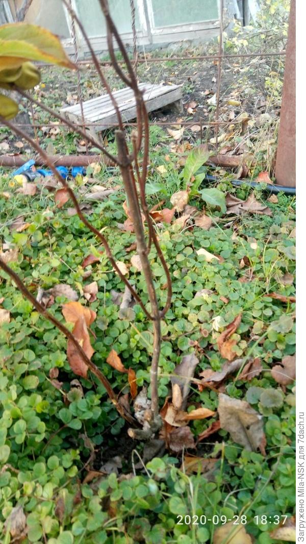 Ну и получила в итоге вот такое безобразие...