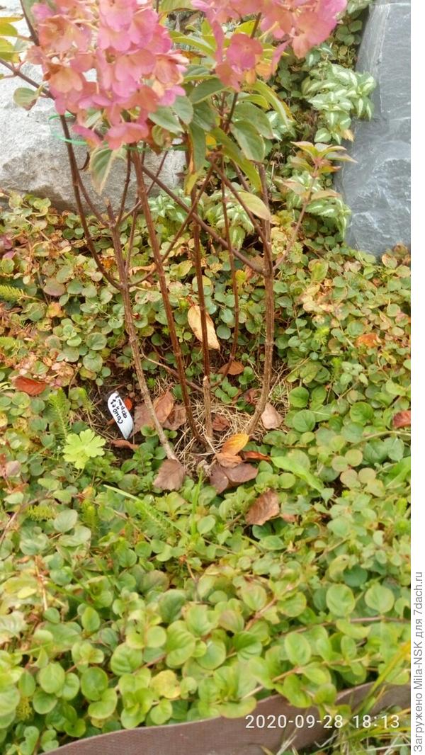 Здесь побеги поближе.