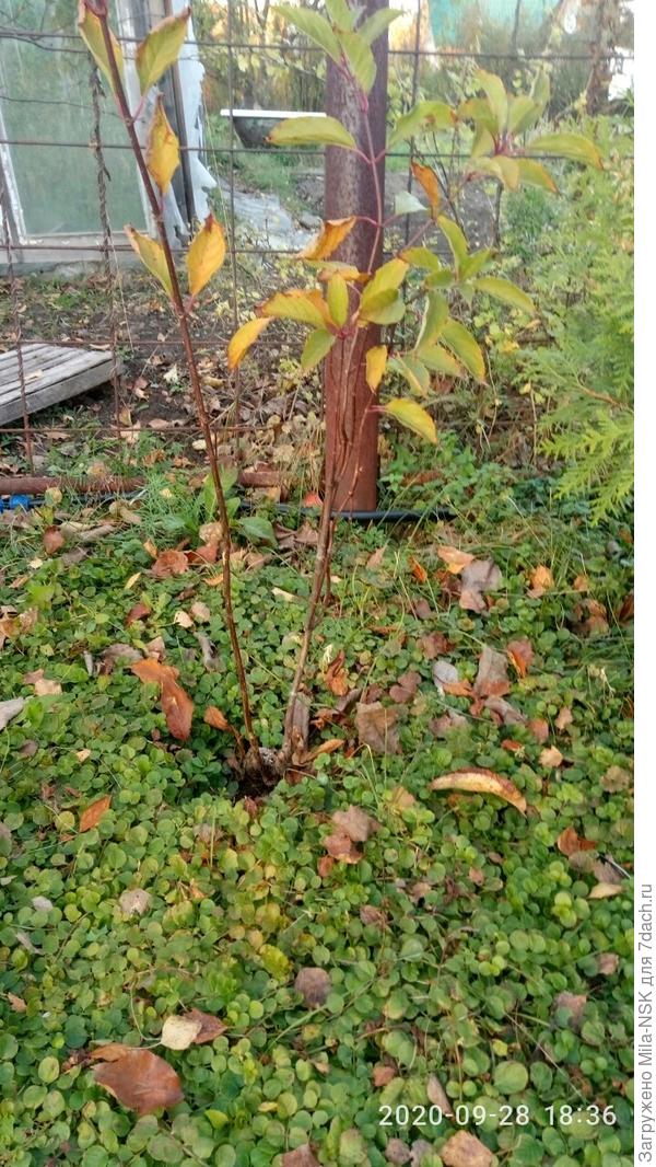 вот так она выглядит сейчас.