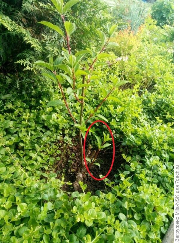 Вот такой она была весной. Боковой побег в кружке я выпрямила и подвязала вертикально. А вот боковые побеги на длинном стебле, похоже, я подпортила...