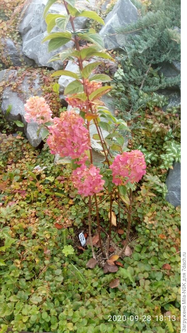 Это она сегодня, еще с цветами. Потом  их обрезала.