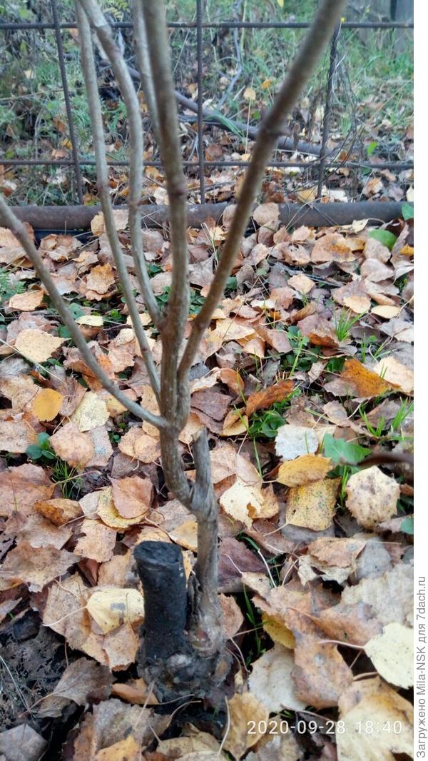 Это ее &quot;нога&quot; поближе с разных сторон. Там несколько ярусов новых боковых побегов.