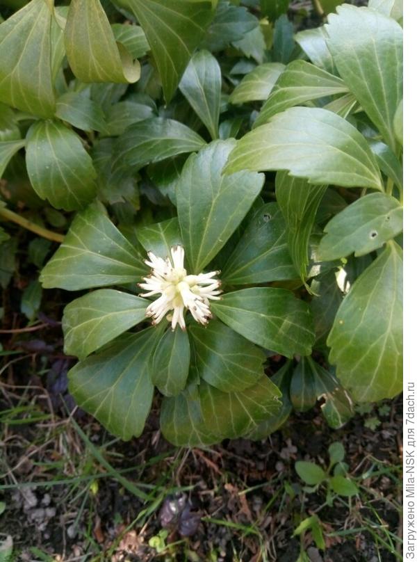 Вот моя пахизандра, ей 6 лет