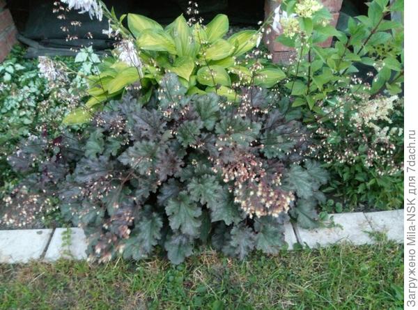 вот этой красоткой я уже всю округу одарила! растет не по дням, а по часам