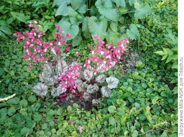 Например, вот эта тугодумка. Я ее три года назад разделила, но пока ее детки еще не разрослись. Да и сама мамка не наростила себе снова массу.