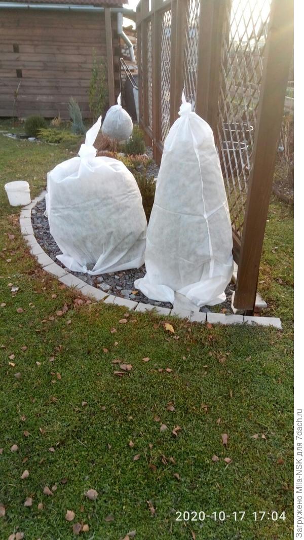 А эьл готовые к зимовке можжевельник Стрикта (на переднем плане), а за ним видны две туи.