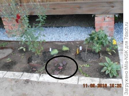 Вот сентябрь-2016, сделала новый цветник перед баней. В кружке малышка гейхера. Левее еще парочка высажена.