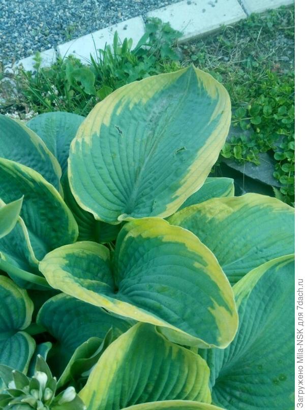 это ее лист поближе