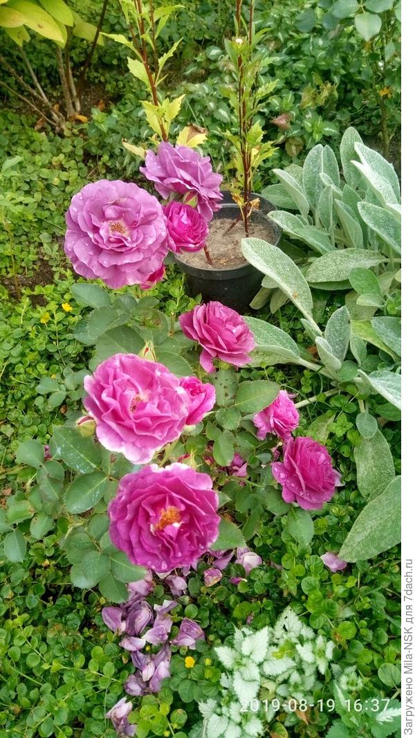 Минерва и чистец