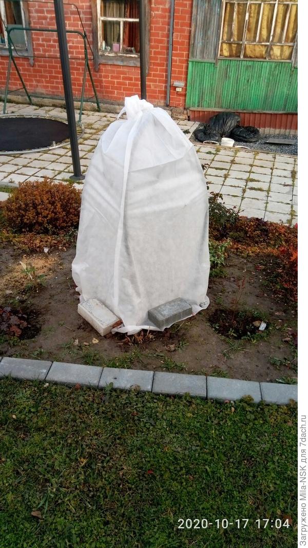 Одинокая, но гордая Бургунд к зимовке готова