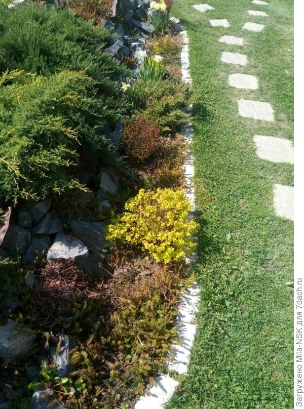 Май. Кустарнички распустили свои листочки. Многолетники проклевываютсяя. Нарциссы зацвели.