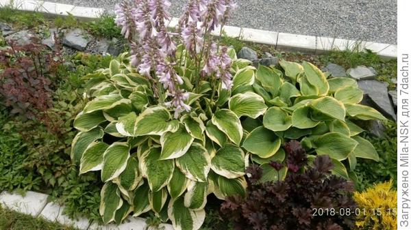 Здесь у меня две хосты рядом, но цветут в разное времяя, поэтому они не сливаются.