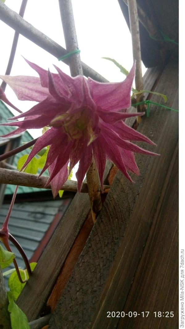 Неделей позже зацвел  и Пурпл дрим.