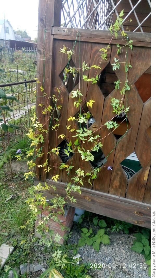 Солвейк голд тоже пустила по сетке в разные стороны. Лицевая сторона террасы у бани.