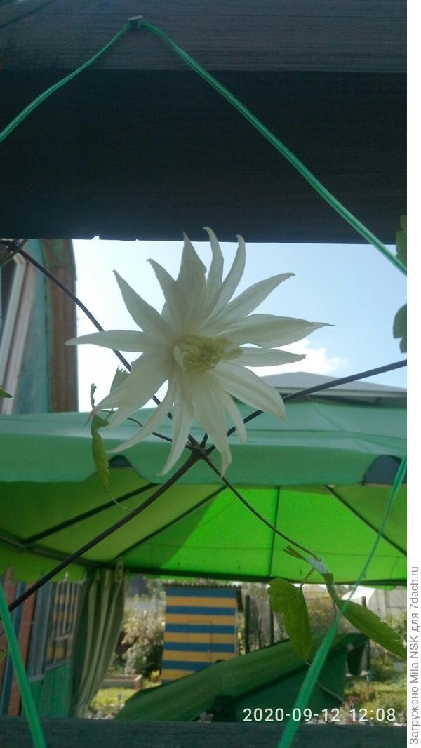 А это Лемончик зацвел. Изумительной красоты цветок!