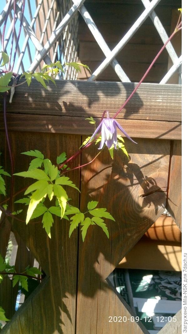 Тоже цветет. Цветочки, да и листочки у этого княжика поменьше, чем у первых двух, зато очень красивые, лаймово-желтого цвета.