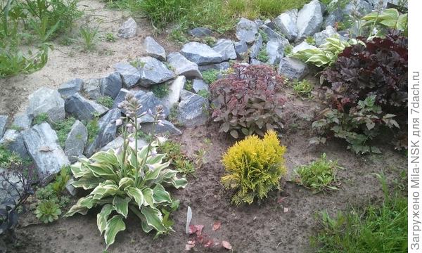 Это фото июль-2015, хосточки еще маленькие, годовалые. Зато геййхеры за два сезона вымахали. Я их в августе тогогода начала делить и по всемму участку рассаживать.