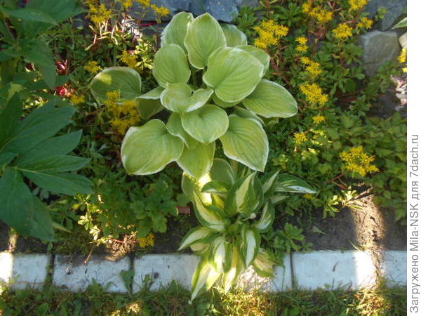 Две малышки (не по возрасту, а по размерам) у калитки