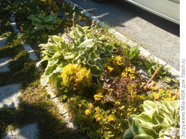 в серединке крупная, одиночная