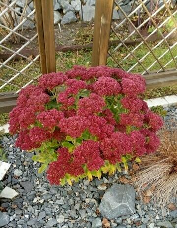 Очиток видный