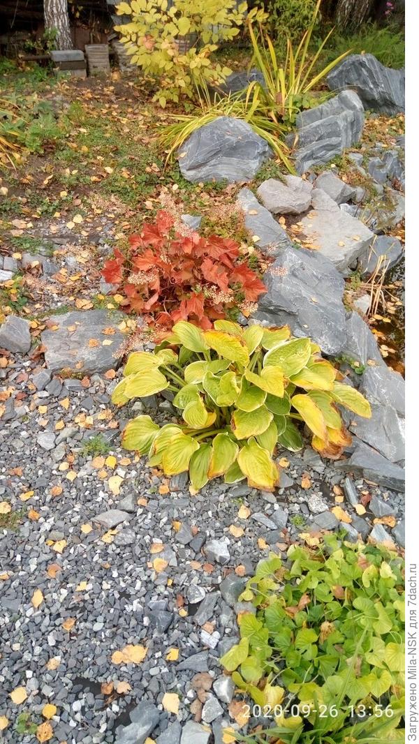 гейхера и хоста (уже желтеют листья постепенно)