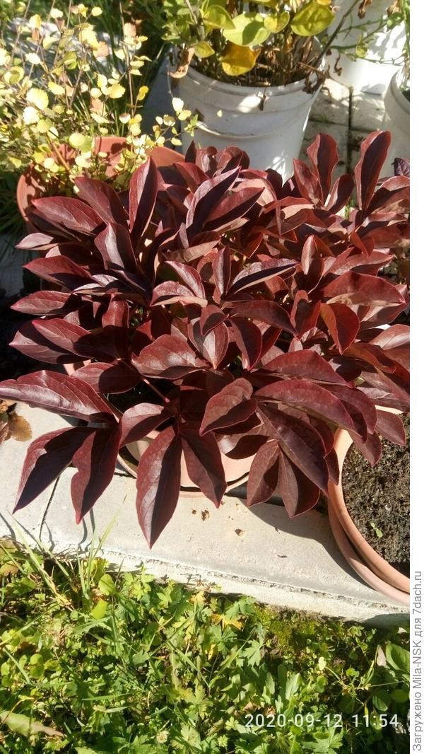 Пион-патио Рим