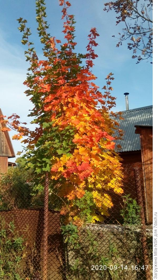 Клен у соседей