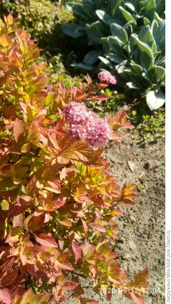 Спирея Литл принцес