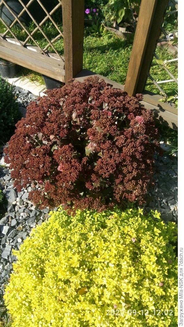 этот цветет в июле, к сентябрю уже семена практически созревают. Когда в октябре срезаю, они высыпаются