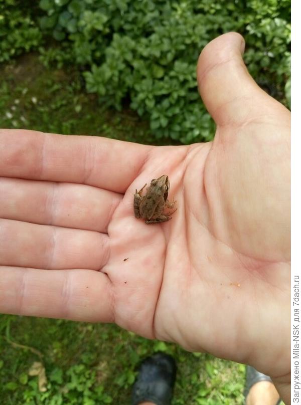 Лягушонок-малышонок.