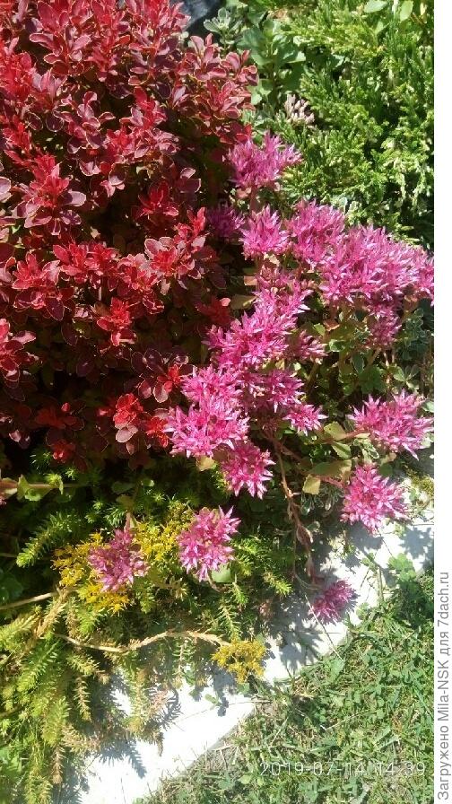 один из двух моих в компании с очитком