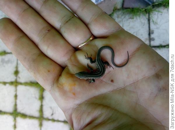 Ну чем не брошка?