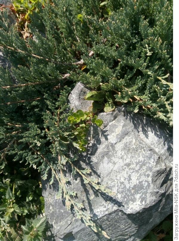 Ку-ку!  Я дома!