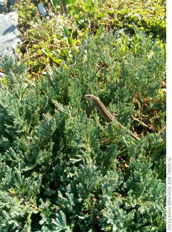 Попробуй догони!