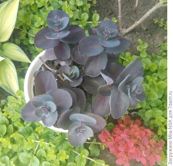 А это мое нынешнее приобретение, очиток Блю перл. В начале роста у него сине-зеленые листья...