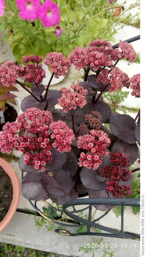 ... которые со временем меняют цвет на темно-бордовые, почти черные.