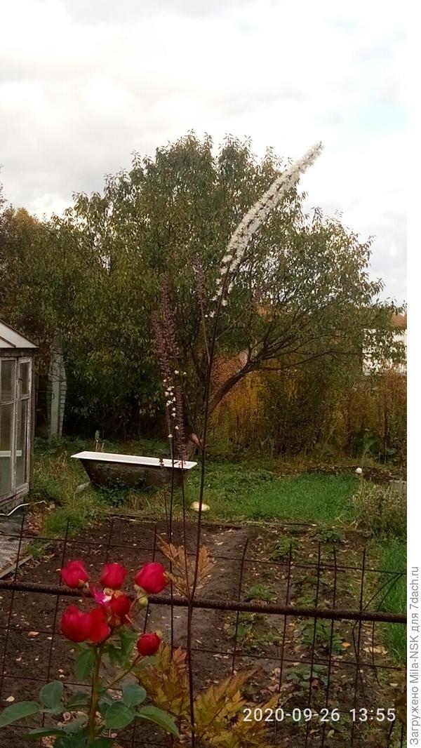 С соседями со вссех трех сторон остался ииз кладочной сетки. Моя мечта его заменить, но пока соседи не хотят (денег нет), а одна я не потяну.